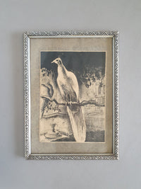 Litho lithografie/ lithography / steendruk birds / vogels